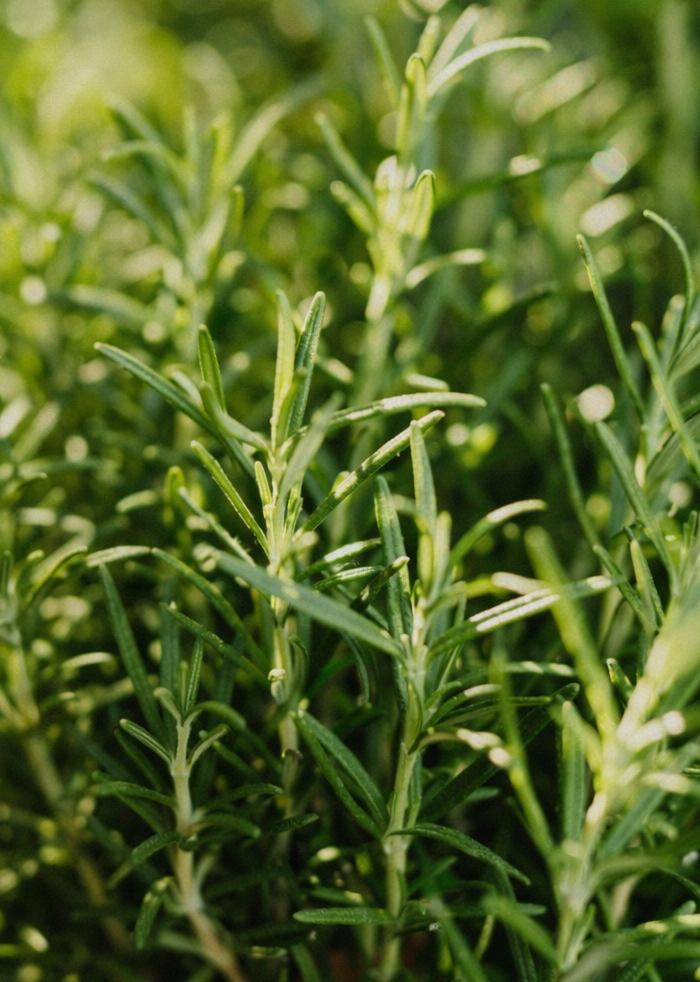 <h1>Where Growth Lives.</h1><h1></h1>